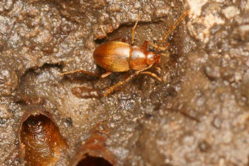 Réf. 197 517 : Troglodromus bucheti caussicola